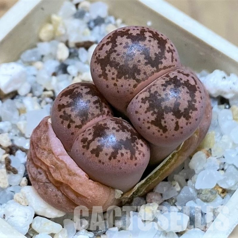 SH30217 Lithops coleorum