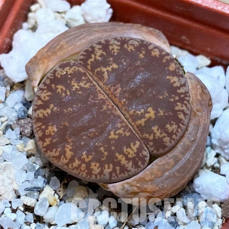 SH30218 Lithops lesliei -near Heidelberg-