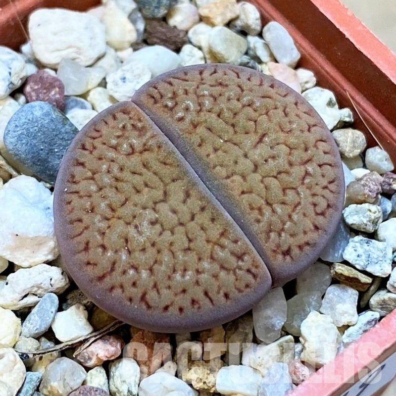 SH30219 Lithops hookeri v. dabneri, ex A.Neumann L51-5