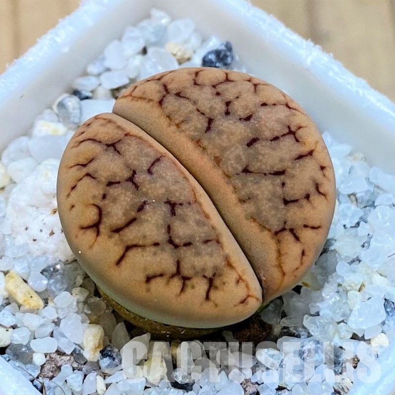 SH30221 ithops gracilidelineata v. brandbergensis