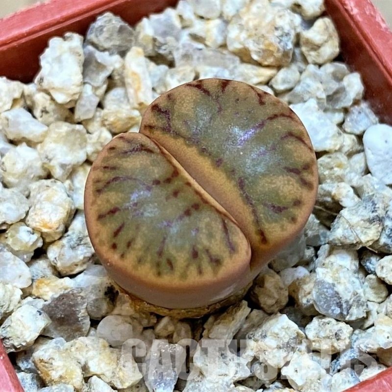 SH30222 Lithops bromfieldii ‘Red Coral’