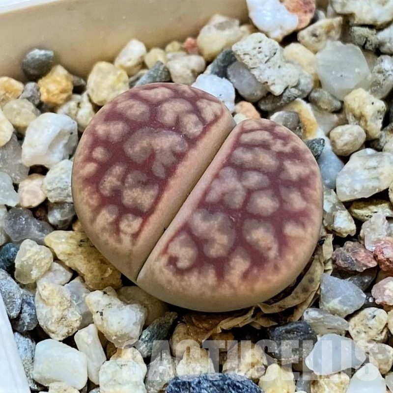 SH30223 Lithops 'Talisman' F2