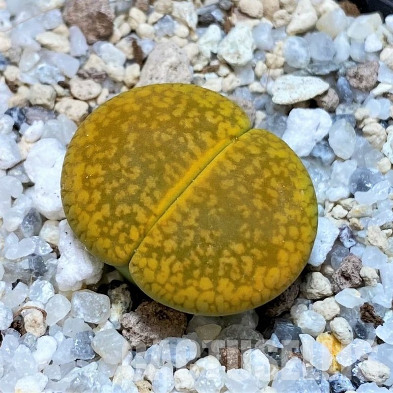 SH30224 Lithops aucampiae 'Jackson's Jade'