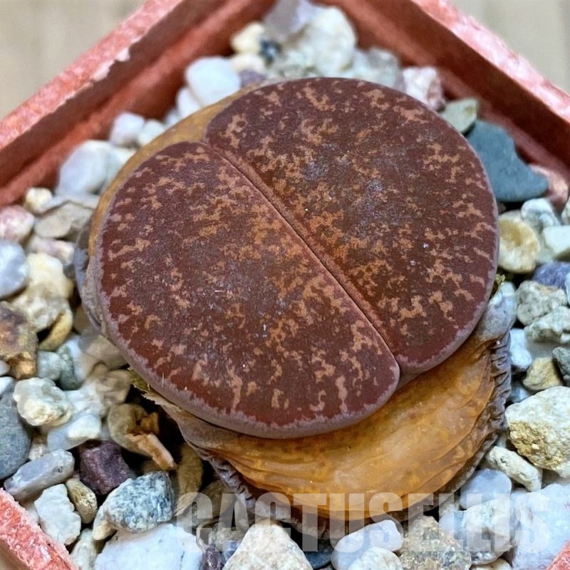 SH30205 Lithops lesliei