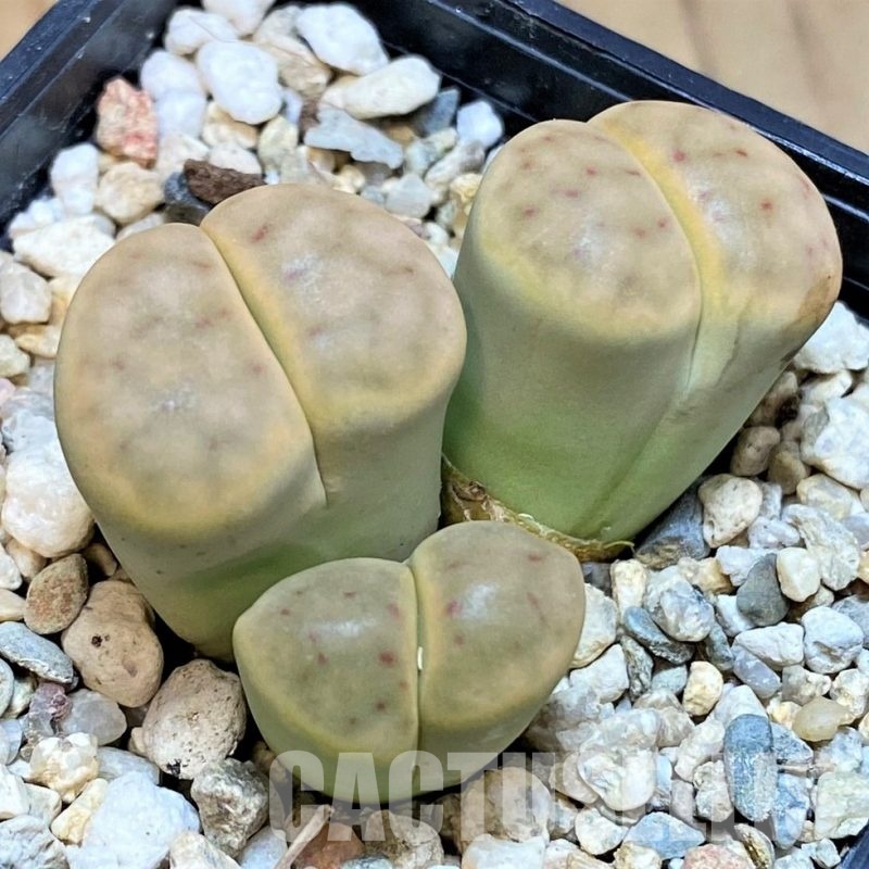 SH30225 Lithops schwantesii