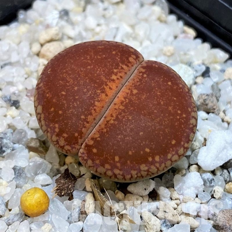 SH30226 Lithops aucampiae