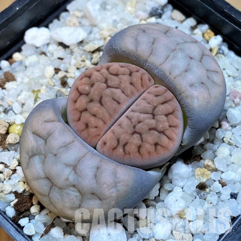 SH30227 Lithops schwantesii v. urikosensis C083