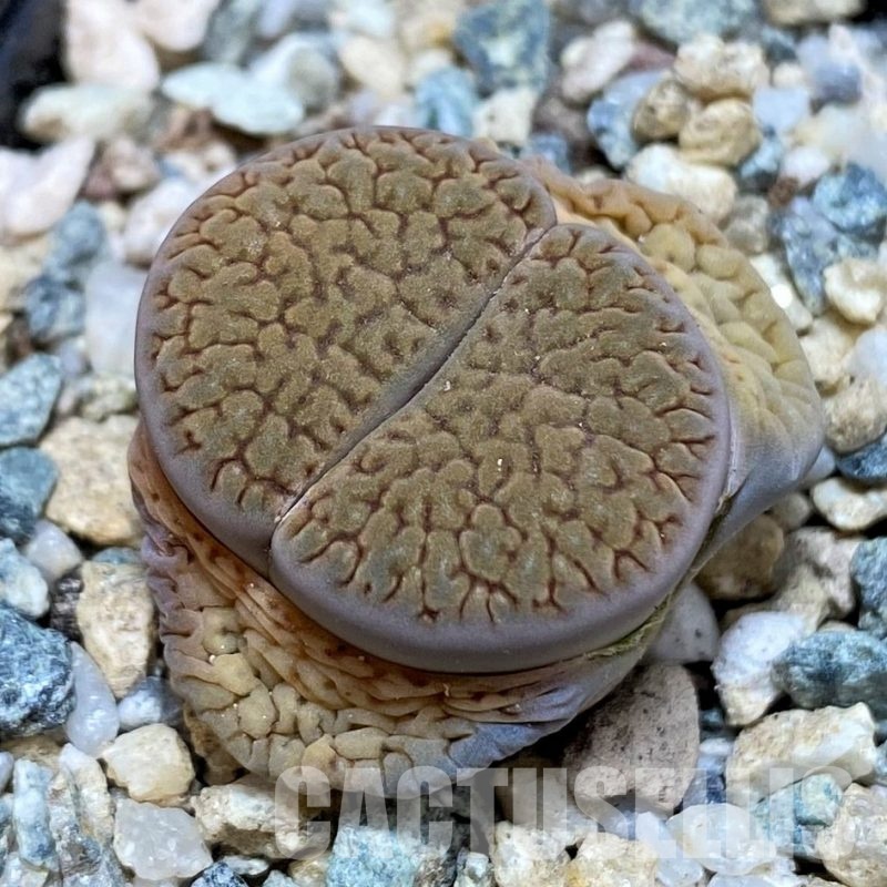 SH30228 Lithops hookeri v. dabneri
