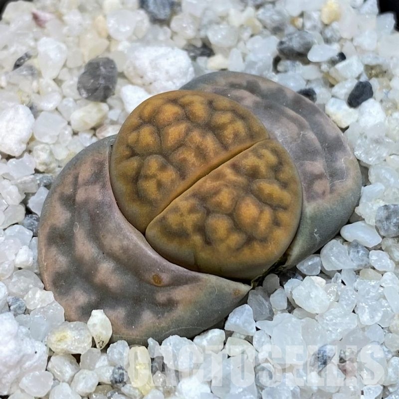 SH30229 Lithops bella