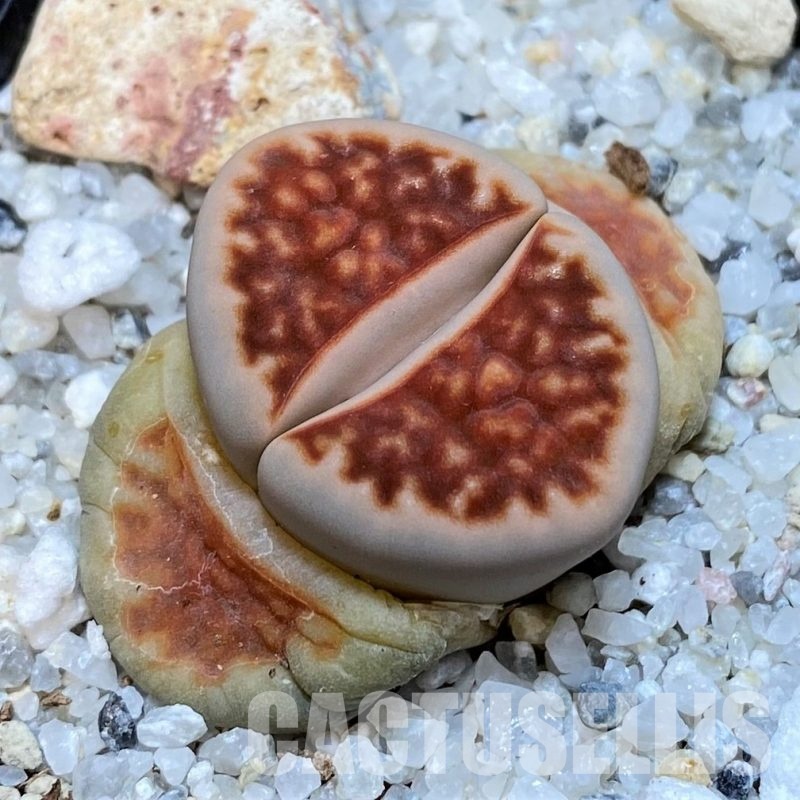 SH30230 Lithops karasmontana 'Top Red'