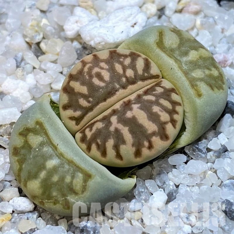 SH30231 Lithops julii 'Kikushogiyoku' hybrid