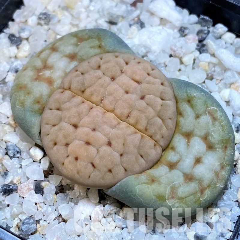 SH30232 Lithops karasmontana v. eberlanzii
