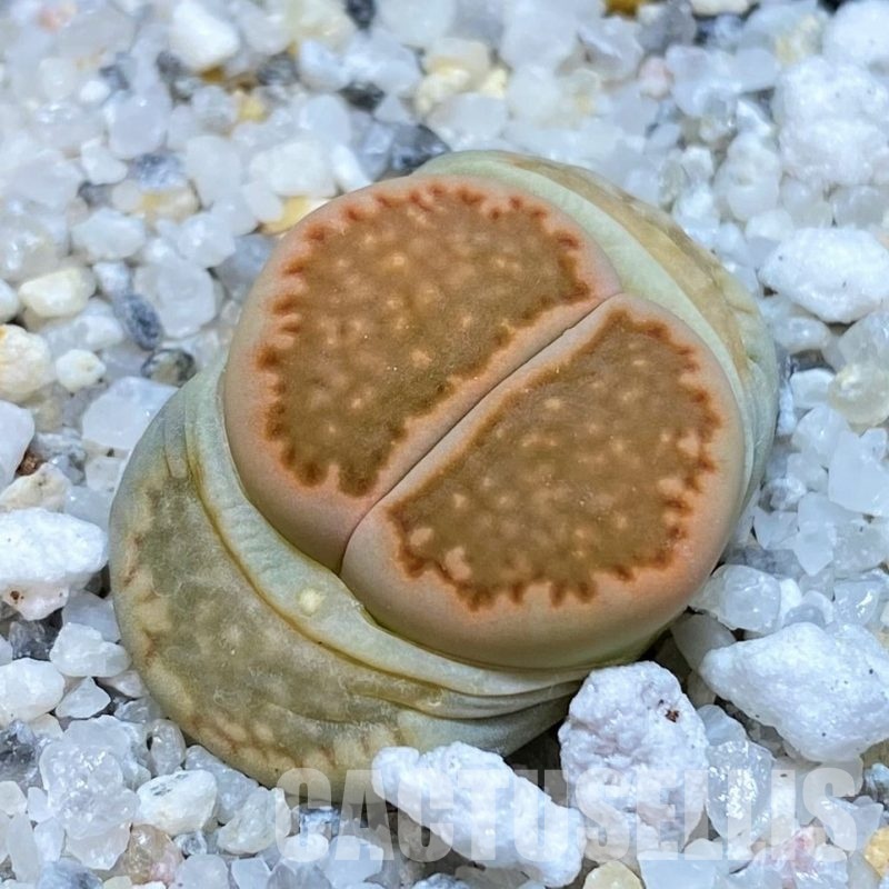 SH30233 Lithops hallii v. ochracea