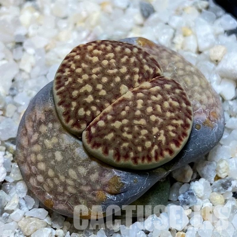 SH30234 Lithops hallii