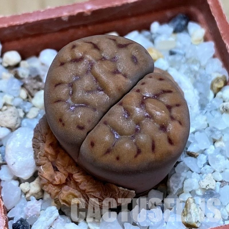 SH30206 Lithops karasmontana v. tischeri C182
