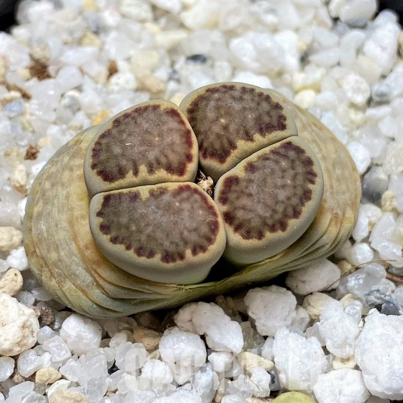 SH30235 Lithops hallii