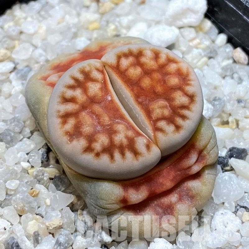 SH30236 Lithops karasmontana 'Lateritia'