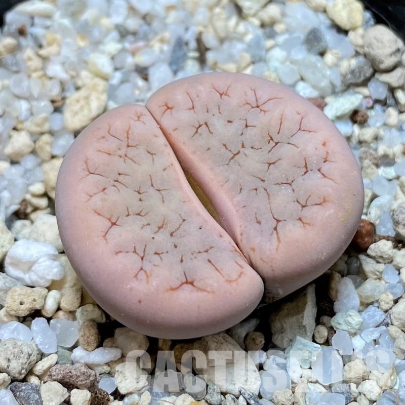 SH30237 Lithops gracilidelineata