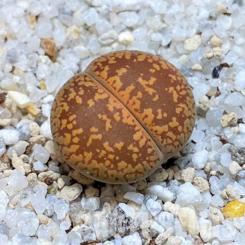 SH30238 Lithops aucampiae