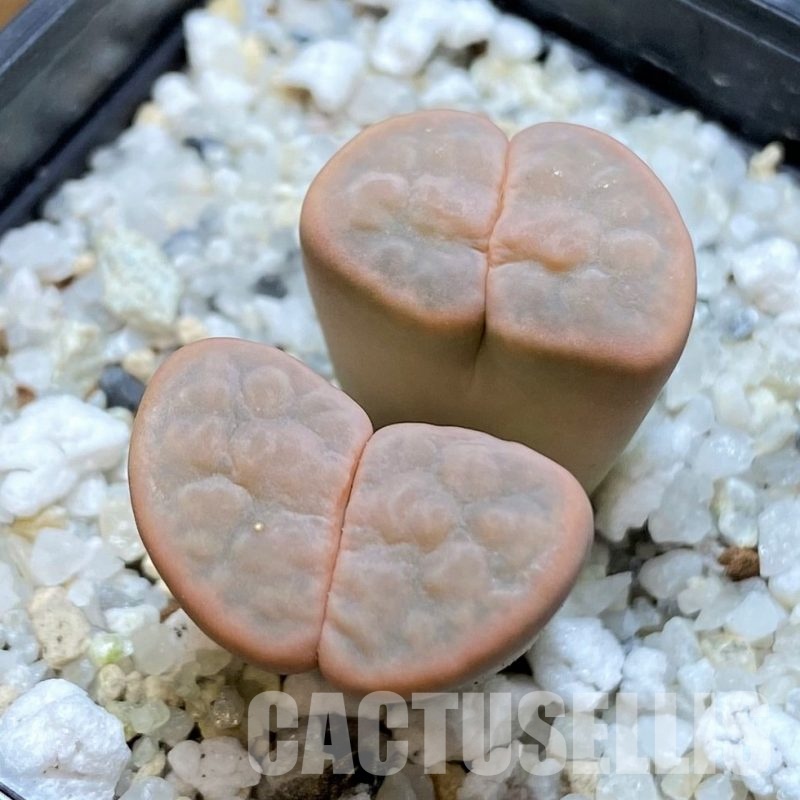 SH30239 Lithops karasmontana v. opalina