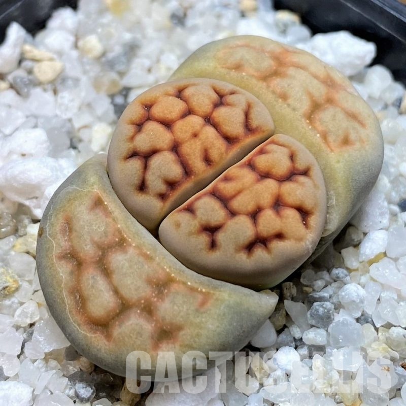 SH30240 Lithops karasmontana