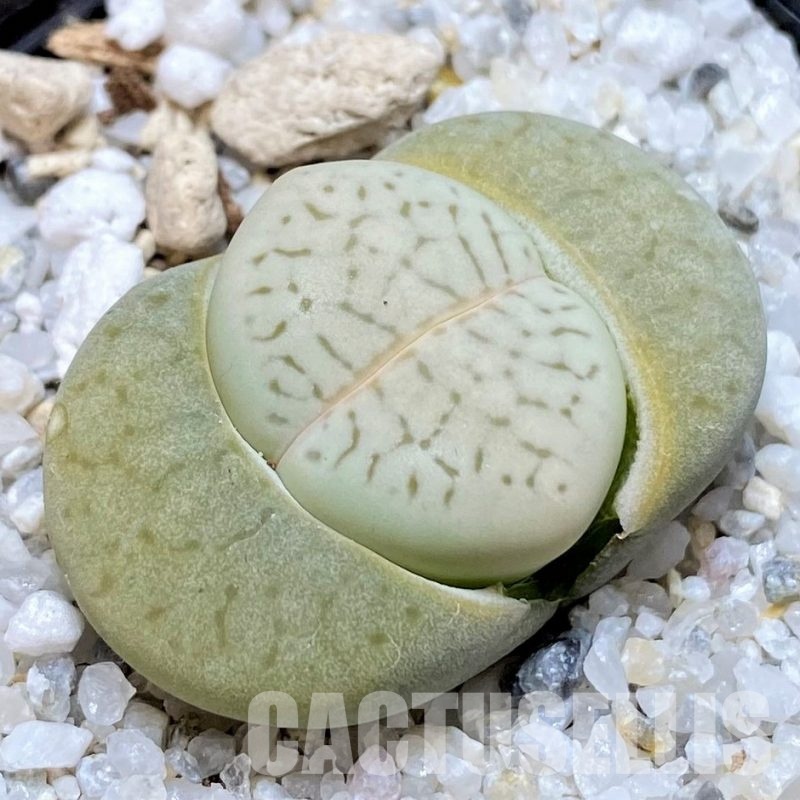 SH30241 Dinteranthus vanzylii ‘Emerald Grey’ x ‘Grey’