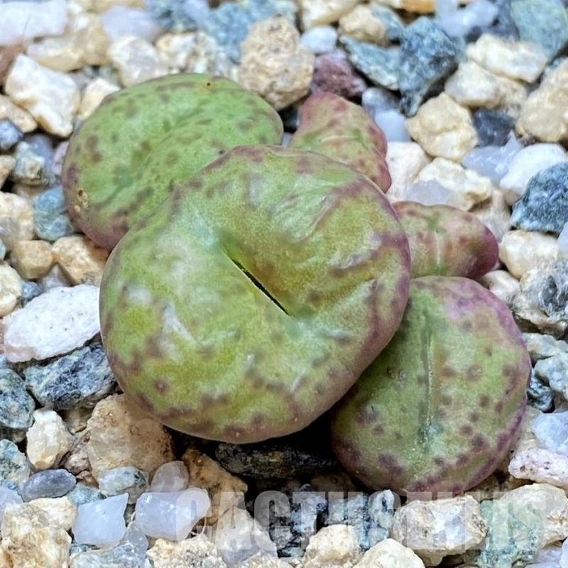 SH30242 Conophytum obcordellum