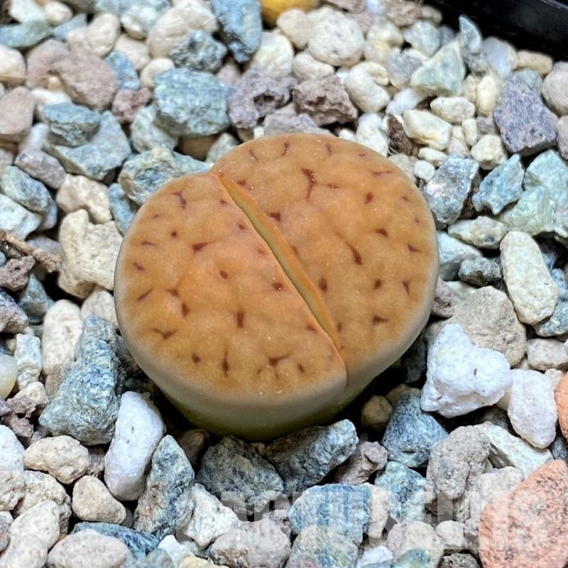 SH30243 Lithops karasmontana v. tischeri