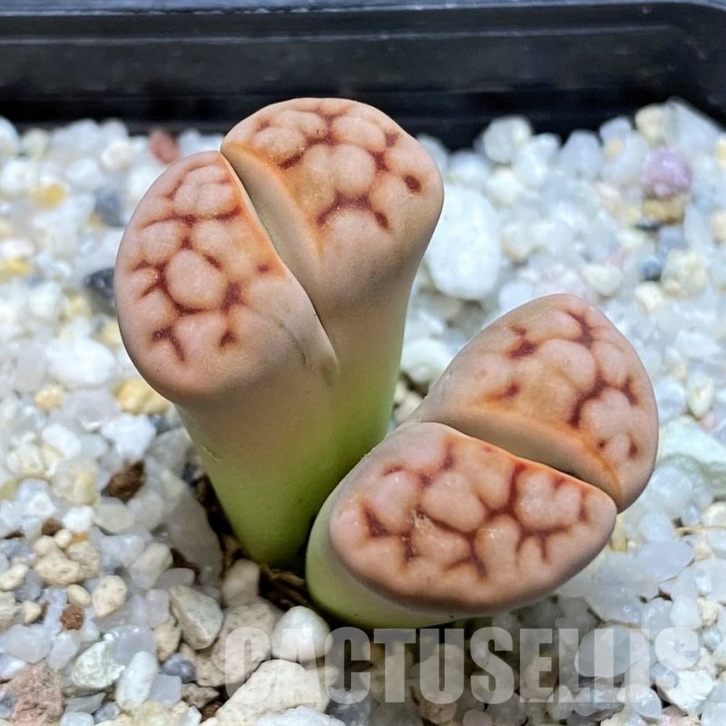 SH30244 Lithops karasmontana