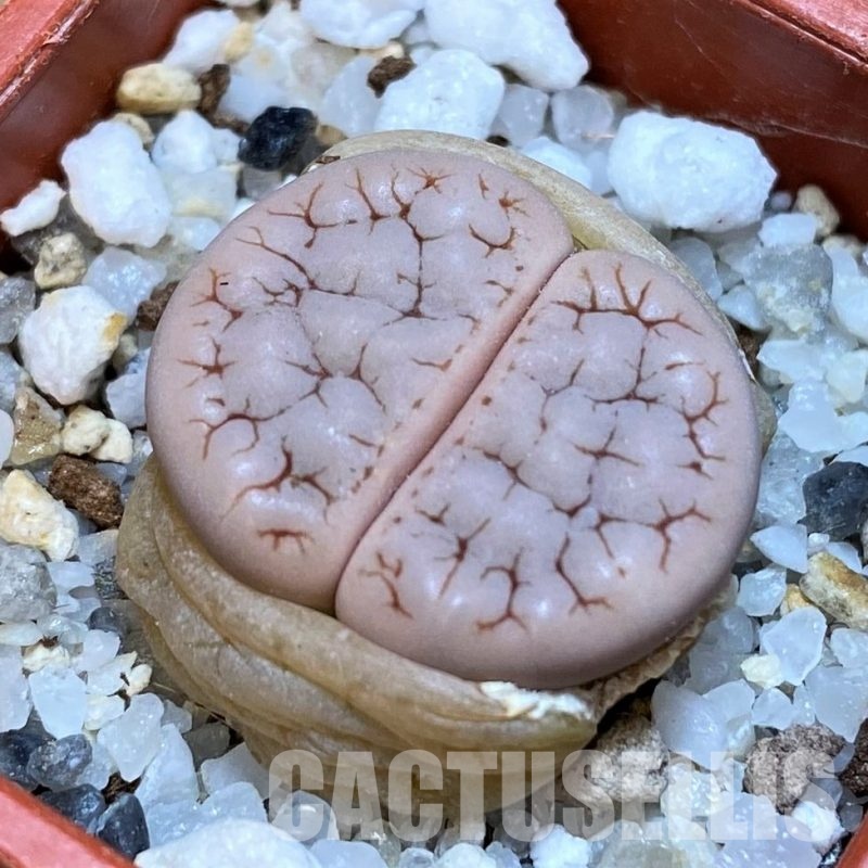 SH30207 Lithops gracilidelineata