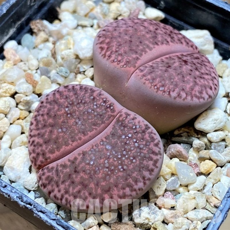 SH30245 Lithops glaudinae 'Embers' C 393A