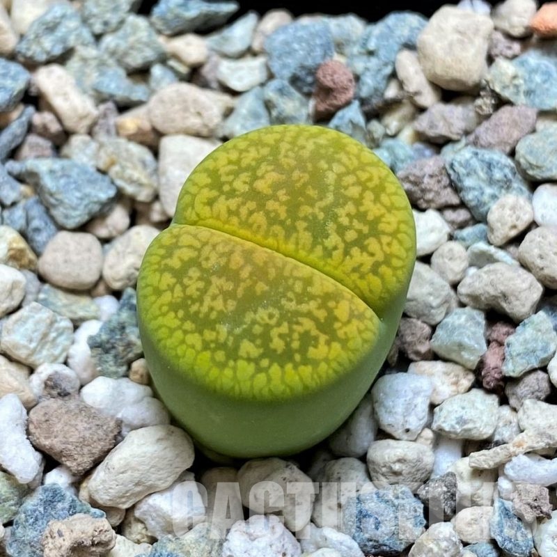 SH30246 Lithops aucampiae 'Jackson's Jade'