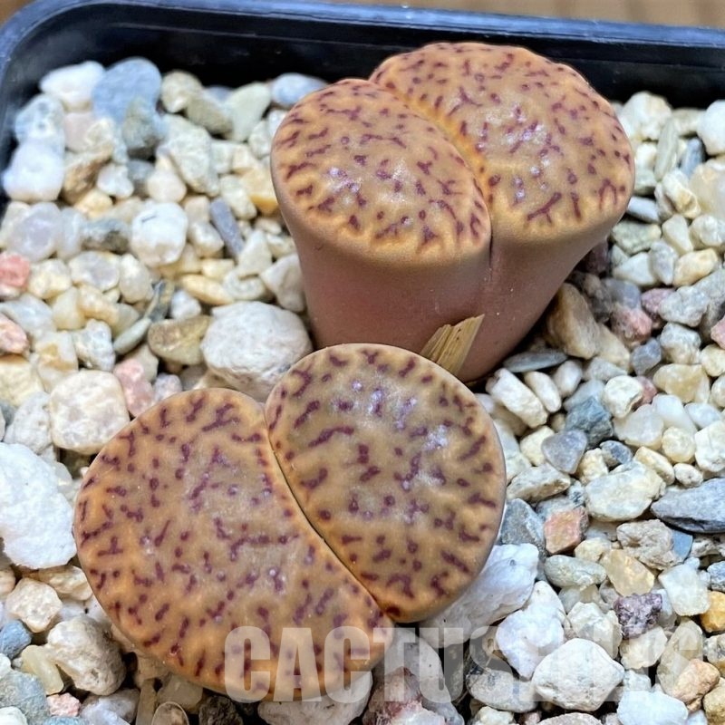 SH30247 Lithops bromfieldii