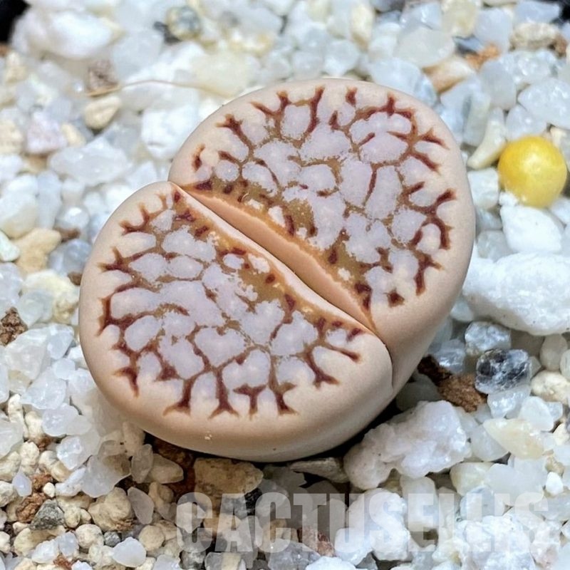 SH30248 Lithops julii C064
