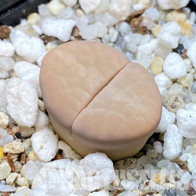 SH30249 Lithops karasmontana v. opalina