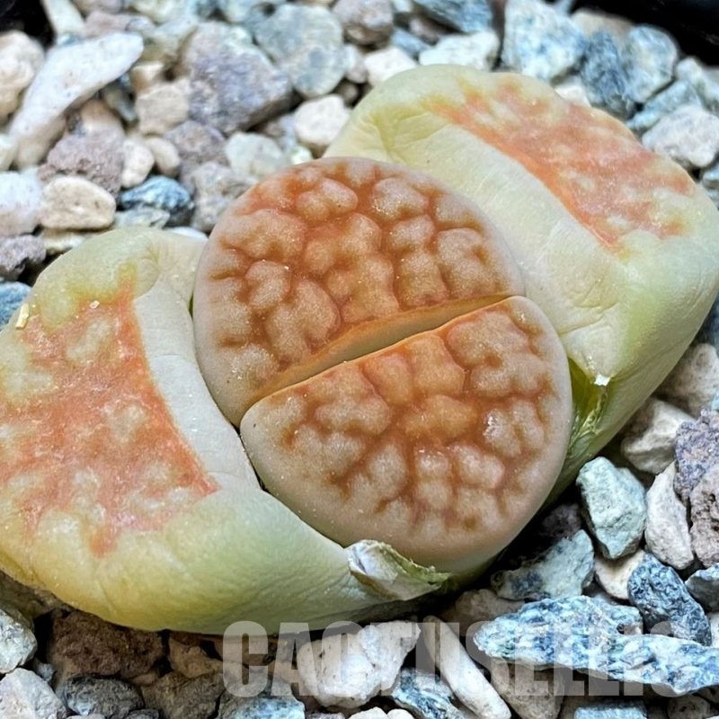 SH30251 Lithops karasmontana