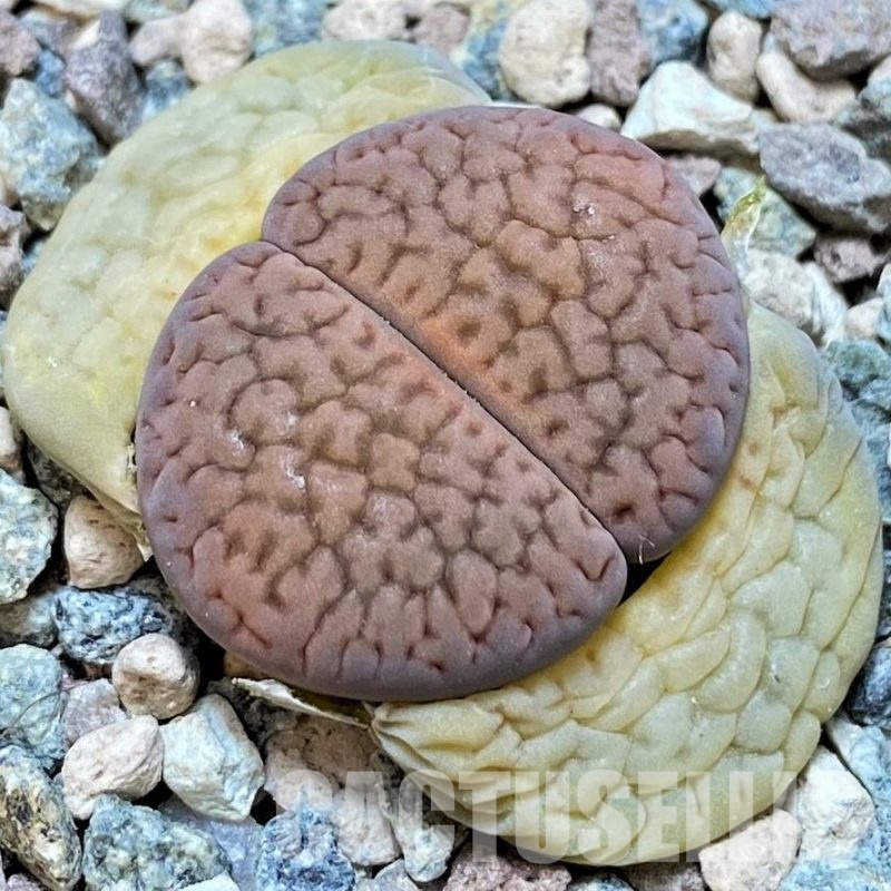 SH30252 Lithops hookeri v. dabneri C301