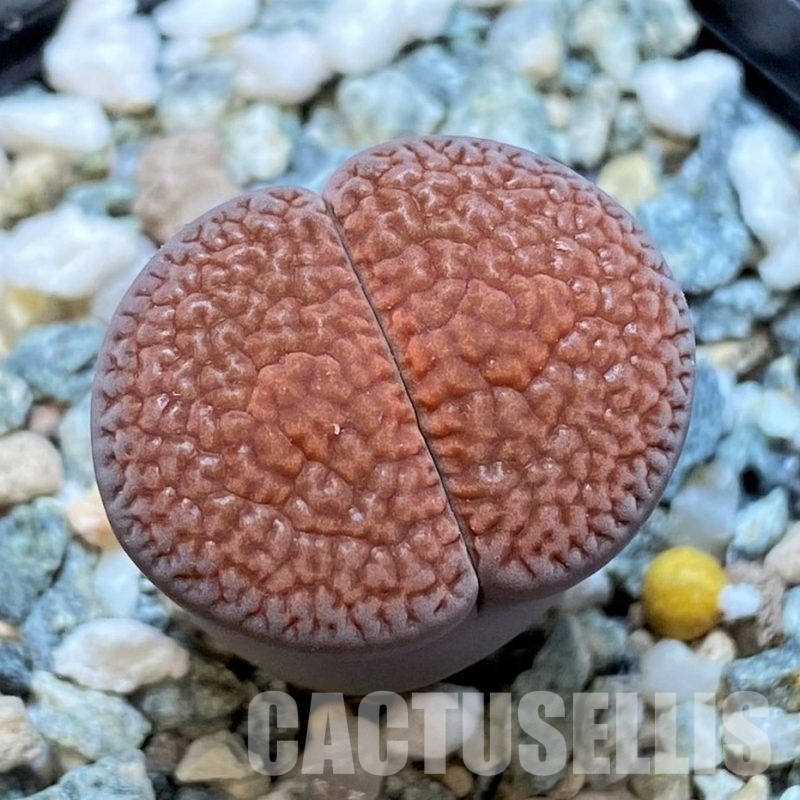 SH30253 Lithops hookeri C053