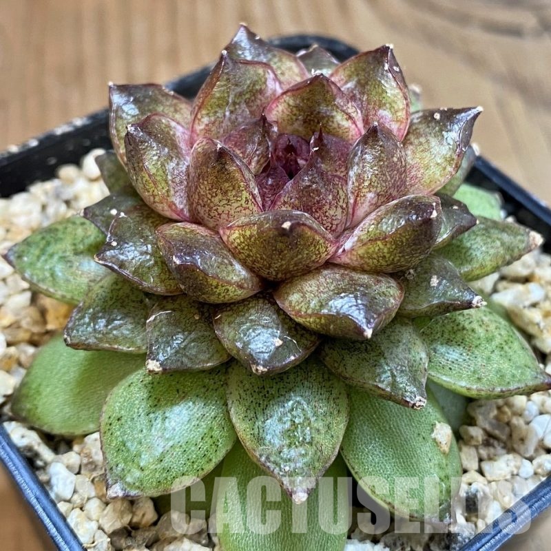 SH30508 Echeveria ‘Red Crystal’