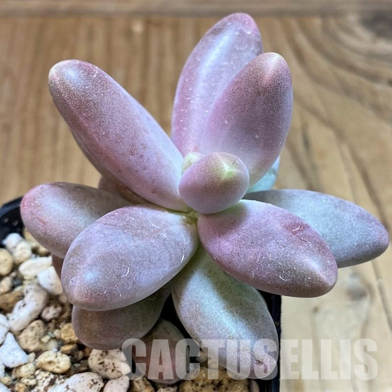 SH30509 Pachysedum 'Ganzhou'