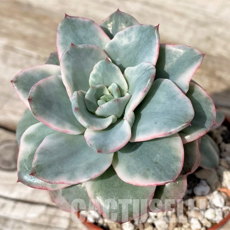 SH30511 Echeveria ‘Atlantis’ f. variegata