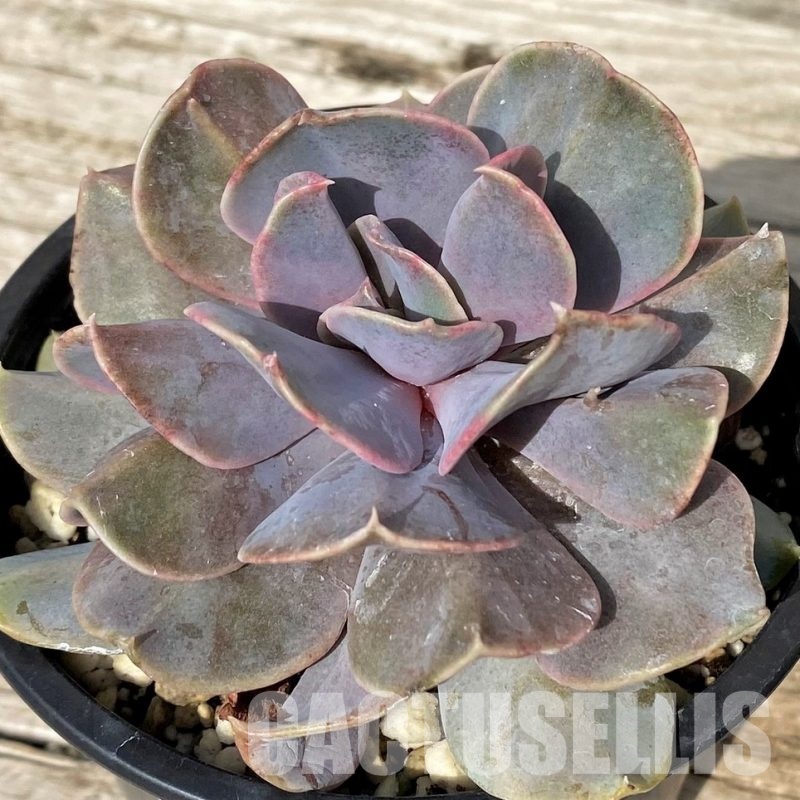 SH30513 Echeveria 'Serena'