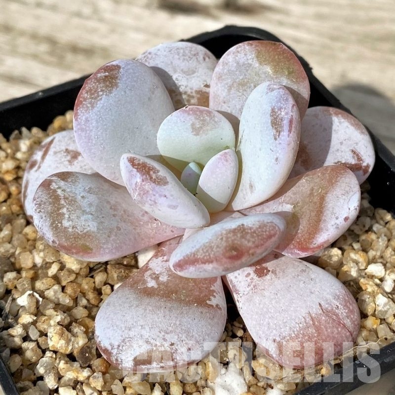 SH30514 Echeveria 'Laui' hybrid