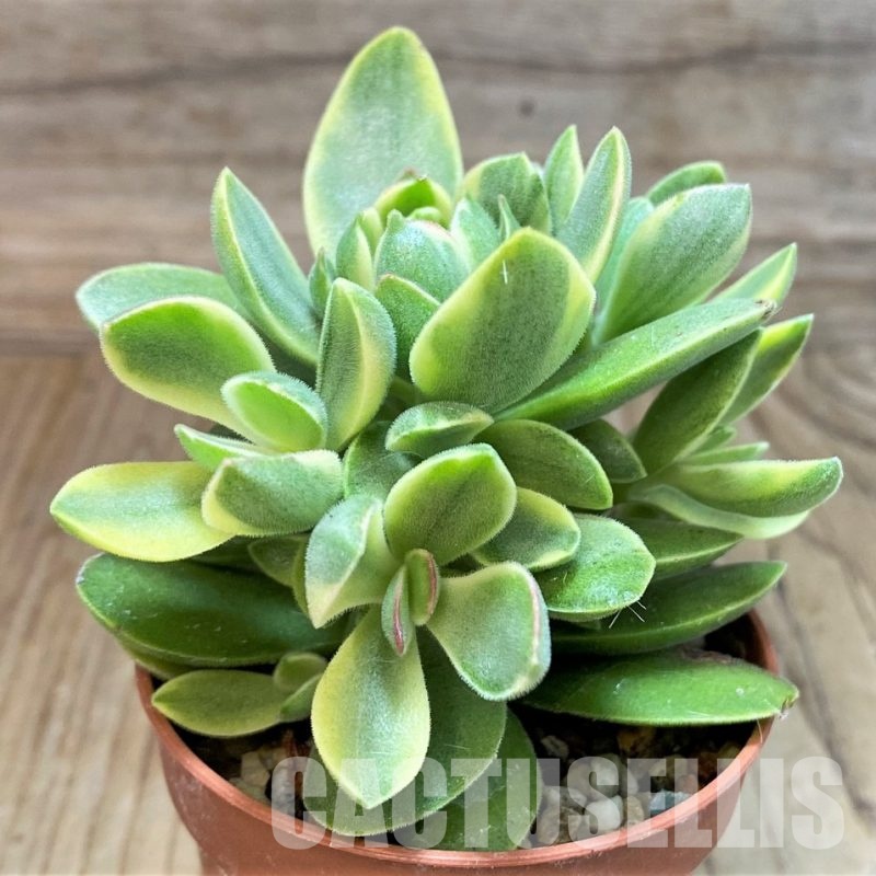 SH30478 Crassula ‘Rusby’ f. variegata