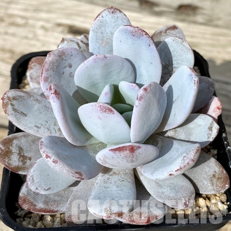 SH30515 Echeveria 'Laui' hybrid