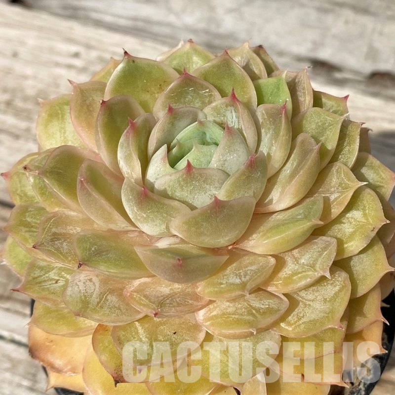 SH30516 Echeveria 'Onslow'