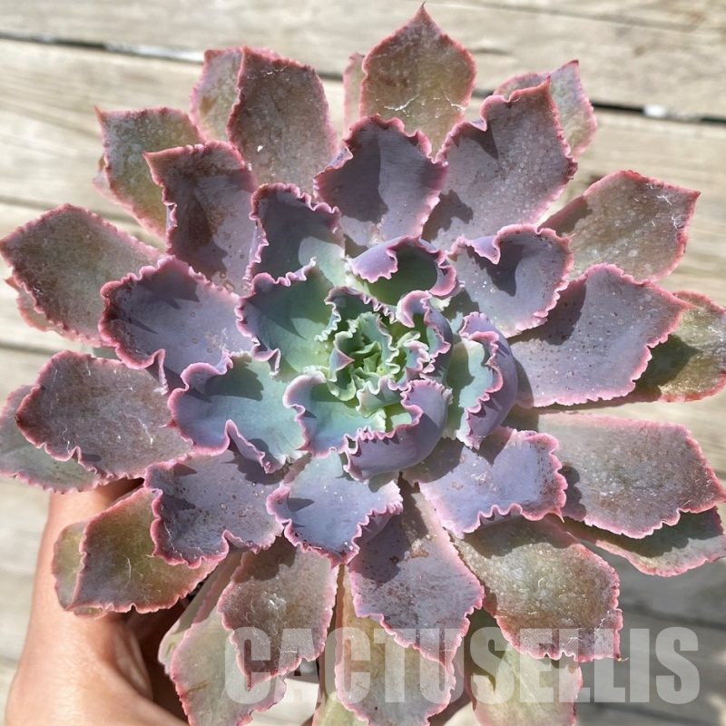SH30517 Echeveria 'Neon Breaker'