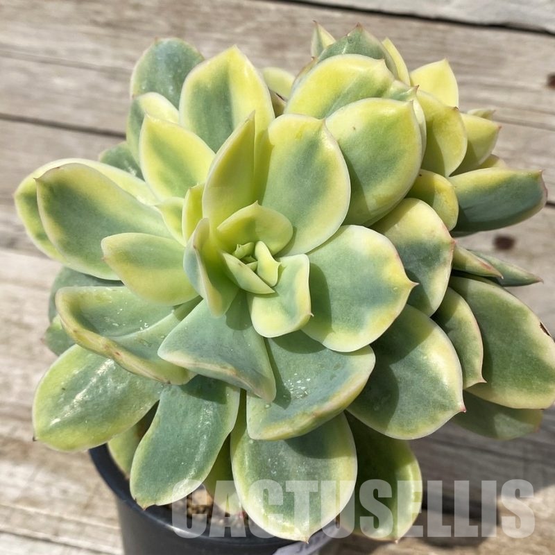SH30518 Echeveria ‘Moon Fairy’
