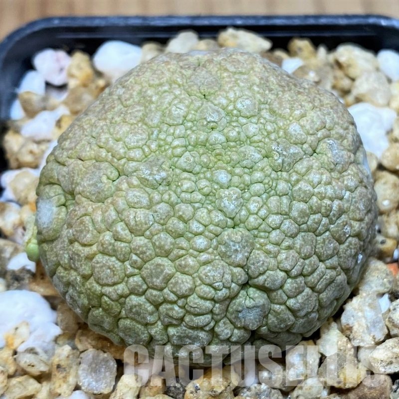 SH30520 Pseudolithos migiurtinus