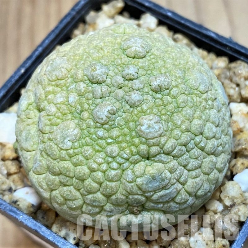 SH30521 Pseudolithos migiurtinus